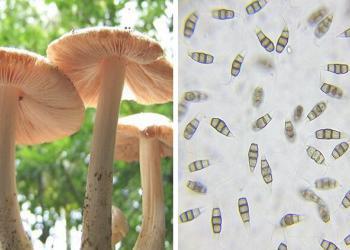 Des scientifiques ont trouvé un champignon comestible qui se nourrit de plastique et qui pourrait nettoyer nos décharges