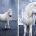 Un photographe saisit des chevaux féeriques qui parcourent le paysage épique de l’Islande
