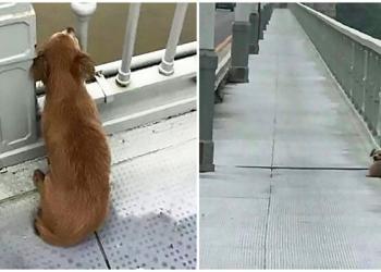 Un chien est trouvé en train d’attendre sur un pont quelques jours après le suicide de son maître