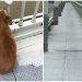 Un chien est trouvé en train d’attendre sur un pont quelques jours après le suicide de son maître