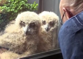 Un hibou géant fait éclore des poussins à la fenêtre de cet homme – maintenant la nichée regarde la télé avec lui