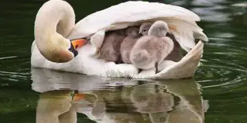 Un Dauphin Rose Presque Eteint Donne Naissance A Un Delphineau