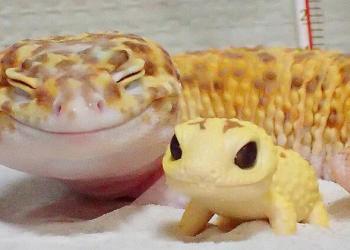 Un adorable gecko vient de recevoir son mini-moi et il ne peut pas s’empêcher de lui sourire