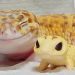 Un adorable gecko vient de recevoir son mini-moi et il ne peut pas s’empêcher de lui sourire