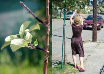 Des « greffeurs rebelles » greffent secrètement des branches fruitières sur des arbres urbains stériles
