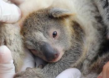 Un parc australien se réjouit de la naissance du premier koala depuis les feux de brousse dévastateurs