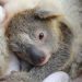 Un parc australien se réjouit de la naissance du premier koala depuis les feux de brousse dévastateurs