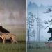 Un photographe a documenté l’amitié entre une louve grise et un ours brun