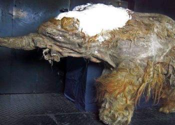 Des cellules de mammouth laineux vieilles de 28 000 ans montrent des signes biologiques de vie