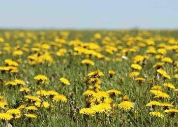 Vous voulez aider les abeilles ? Laissez les pissenlits tranquilles ce printemps