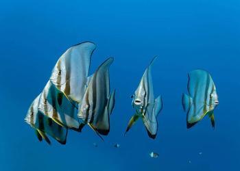 Des poissons enregistrés en train de chanter en chœur à l’aube sur les récifs, tout comme les oiseaux