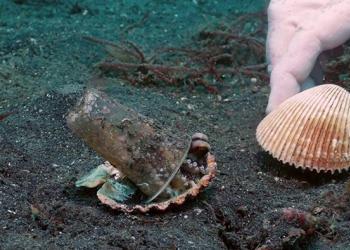 Des plongeurs convainquent gentiment une pieuvre d’échanger son gobelet en plastique contre un coquillage
