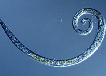 Des vers gelés pendant 42 000 ans dans le permafrost sibérien se tortillent de vie