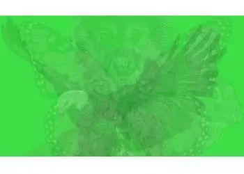 L’animal que vous apercevez en premier dit beaucoup sur votre personnalité