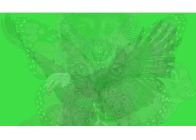 L’animal que vous apercevez en premier dit beaucoup sur votre personnalité