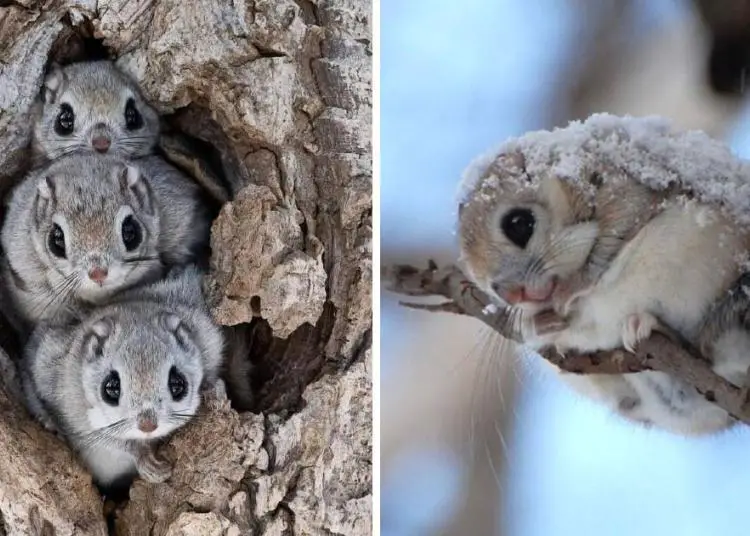 L’écureuil volant japonais pourrait bien être l’un des animaux les plus adorables du monde