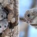 L’écureuil volant japonais pourrait bien être l’un des animaux les plus adorables du monde