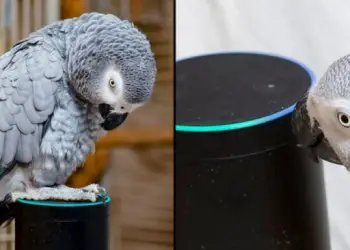 Un perroquet tombe amoureux d’Alexa et n’arrête pas de commander des choses sur Amazon