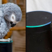 Un perroquet tombe amoureux d’Alexa et n’arrête pas de commander des choses sur Amazon