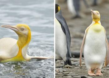 Un photographe de la faune immortalise un manchot jaune unique