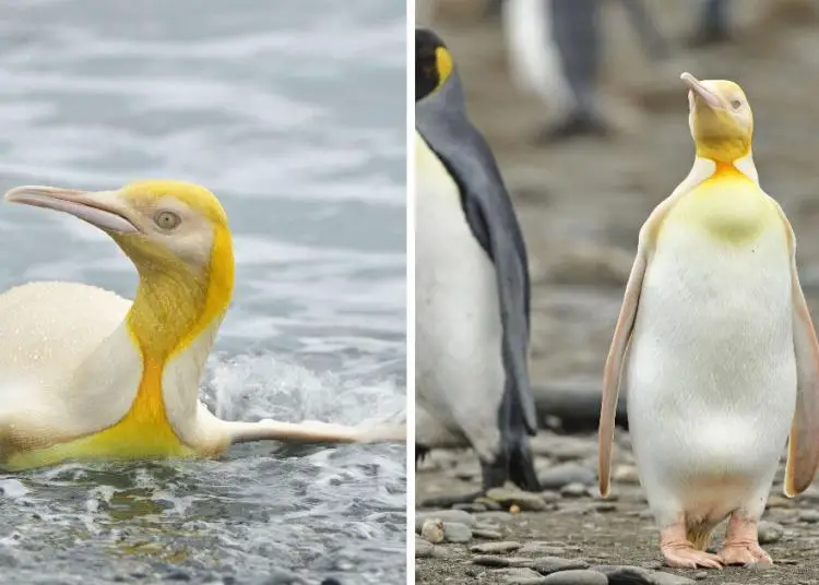 Un photographe de la faune immortalise un manchot jaune unique