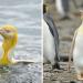 Un photographe de la faune immortalise un manchot jaune unique
