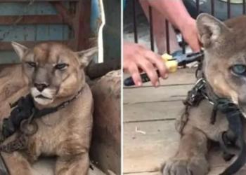 Ce puma fait ses premiers pas vers la liberté après avoir vécu 20 ans enchaîné