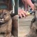 Ce puma fait ses premiers pas vers la liberté après avoir vécu 20 ans enchaîné