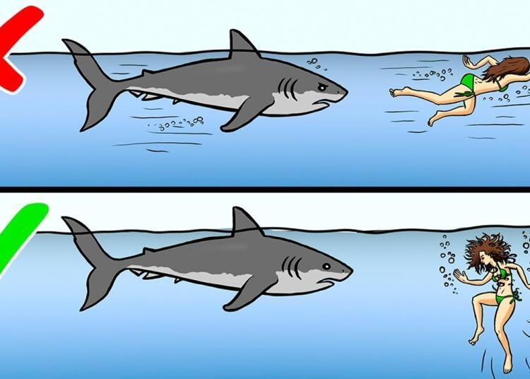 13 conseils que vous devriez connaître pour survivre à des attaques d’animaux sauvages