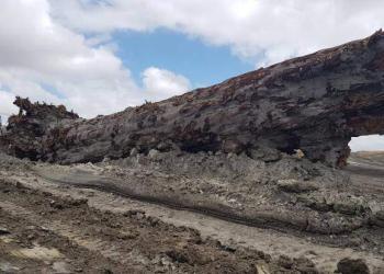 Découverte d’un arbre ancien dont les anneaux témoignent de l’inversion du champ magnétique terrestre