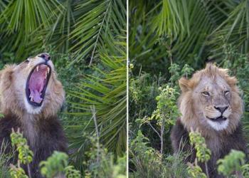Un énorme lion surprend un photographe avec un rugissement effrayant, puis lui sourit
