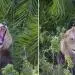 Un énorme lion surprend un photographe avec un rugissement effrayant, puis lui sourit