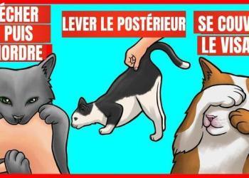 9 comportements étranges de votre chat et leurs significations