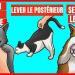9 comportements étranges de votre chat et leurs significations