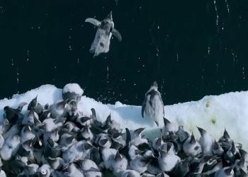 Des manchots empereurs sautent d’une falaise de 15 mètres en Antarctique
