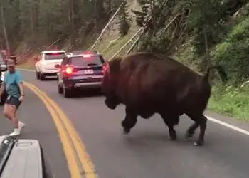 Cet homme a défié un bison du parc de Yellowstone et ça aurait pu très mal se terminer (vidéo)
