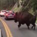 Cet homme a défié un bison du parc de Yellowstone et ça aurait pu très mal se terminer (vidéo)