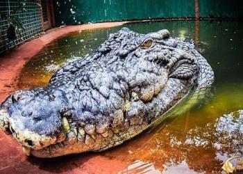 Le plus grand crocodile en captivité au monde fête ses 120 ans, offrant aux scientifiques « des connaissances sérieuses sur la longévité »