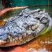 Le plus grand crocodile en captivité au monde fête ses 120 ans, offrant aux scientifiques « des connaissances sérieuses sur la longévité »
