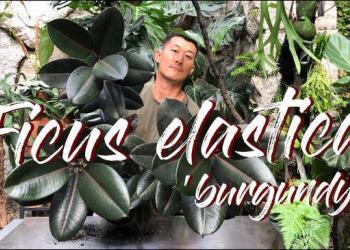 Entretien et bouturage (dans l’eau et en terre) du Ficus elastica (arbre à caoutchouc) Burgundy