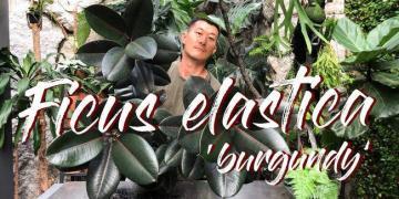 Entretien et bouturage (dans l’eau et en terre) du Ficus elastica (arbre à caoutchouc) Burgundy