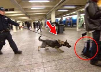 Un chien se précipite soudainement vers une valise, puis les policiers font une découverte incroyable !
