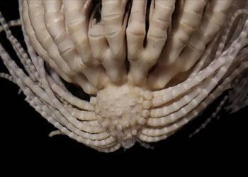 Des scientifiques ont découvert un invertébré de l’Antarctique ressemblant à une fraise et doté de 20 bras