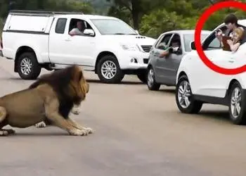 Vidéo : Un lion montre aux touristes pourquoi il faut rester à l’intérieur de sa voiture