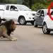 Vidéo : Un lion montre aux touristes pourquoi il faut rester à l’intérieur de sa voiture