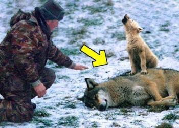 Un homme aide un louveteau en pleurs et sa mère mourante, puis ceci s’est produit