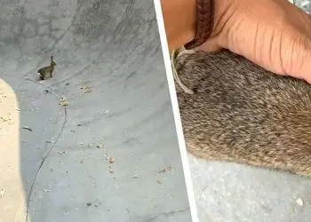 Le skateur veut libérer un animal terrorisé. Lorsqu’il tend la main, ça devient touchant