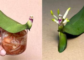 Une orchidée revit instantanément grâce à une astuce simple