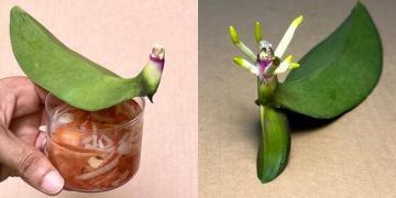 Une orchidée revit instantanément grâce à une astuce simple
