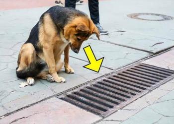 Le chien regardait tous les jours dans le collecteur d’eaux pluviales et lorsque celui-ci a été ouvert, les gens ont été choqués !
